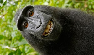monkey-selfie-thumbnail